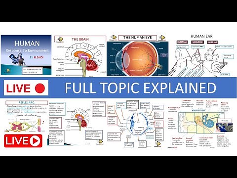 GRADE 12 LIFE SCIENCES : NERVOUS SYSTEM (BRAIN, SPINAL CORD, REFLEX ARC, EYE, EAR) THUNDEREDUC
