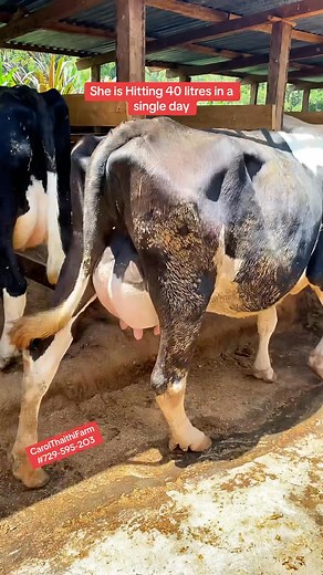 🥛🐄 Our 40-Litre Dairy Queen! This Friesian cow is a perfect example of what good genetics and proper farm management can achieve. She delivers up to 40 litres of rich, clean milk every single day -steady, healthy, and full of energy. High-performing cows like her thrive when they have enough space, good feeding, clean water, and a well-ventilated cowshed. Give a cow the right environment, and she will reward you with outstanding production. 🌾💙 Strong structure, good feed, and proper care… th