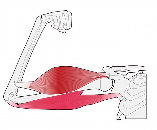 【基礎から学ぶ】筋収縮様式（求心性・遠心性・等尺性・等張性・等速性）【運動学】 - PTOT国試対策　ー西島ゼミー