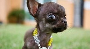 Guinness World Record The worlds smallest dog is from Puerto Rico