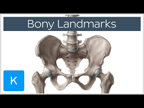 How to Memorize Bony Landmarks Quickly and Easily! - Human Anatomy | Kenhub
