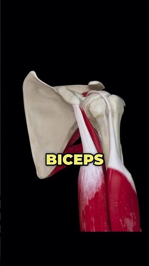 Shoulder Labrum Injury? What You Should Know!