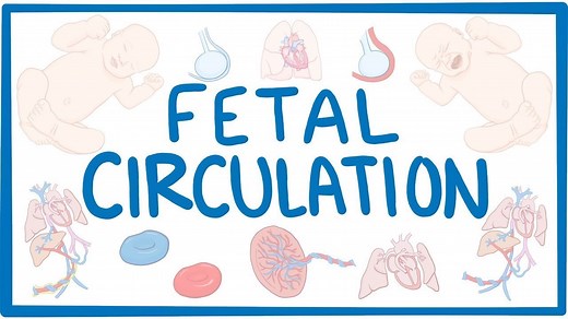 Fetal circulation: Video, Causes, & Meaning | Osmosis