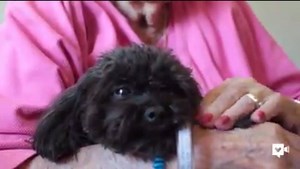 4.1M views · 52K shares | Nala the dog has one goal every day: to make people happy. (via Humankind) | Upworthy | Facebook