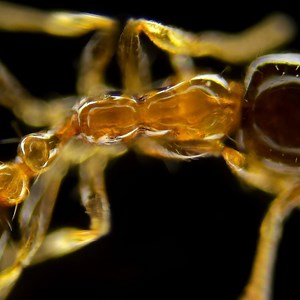 The thorax, also called the mesosoma, makes up the middle of an ant's body.🐜 An ant's body is divided into three main parts — the head, the thorax, and the abdomen. #MicroscopicMonday 🧫 | Science Channel