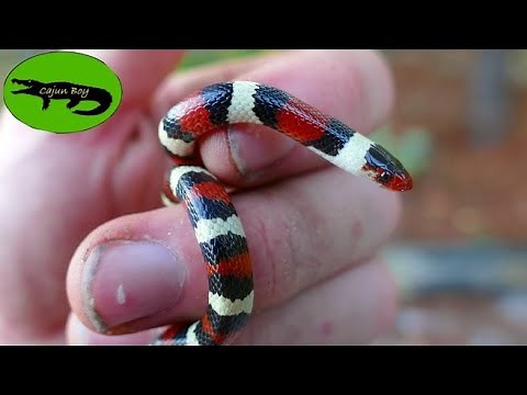 Florida's Most BEAUTIFUL Snakes! - Search for the Scarlet Kingsnake!