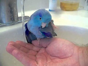 Pacific Parrotlet Bird Bath in the sink