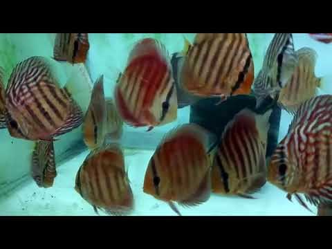 4" Alenquer Discus at Wattley Discus
