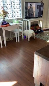 1.6M views · 11K reactions | Well finally we picked up our mail and got the stack of packages from our fans. A huge thanks to Bobette Stowell and Gail Cude for the amazing gifts! Bug is still playing with the balls you guys sent! Oh Augie... | Augie Doggy’s Place | Facebook