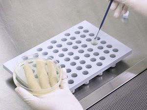 Generation of a Gene-disrupted Streptococcus mutans Strain Without Gene Cloning