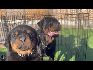 6 Weeks Old Rottweiler Puppies Meet Their Father Scar