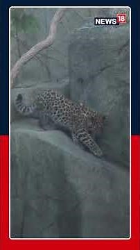 Brookfield Zoo’s rare Amur leopard sisters explore their new habitat, showing bold curiosity | N18G