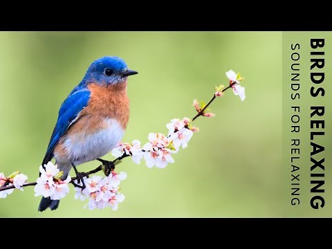 Birds Chirping - 24 Hour Bird Sounds Relaxation, Soothing Nature Sounds, Birds Singing
