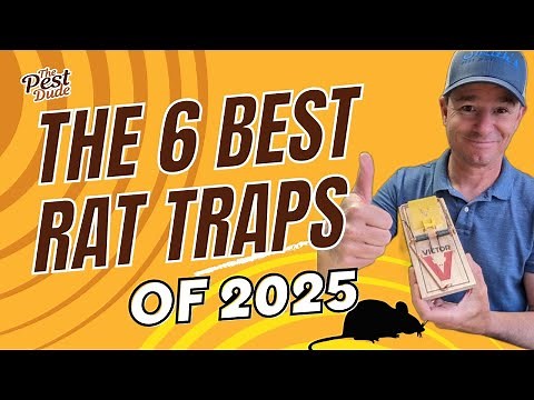 The 6 Best Rat Traps of 2025, According to an Exterminator