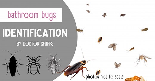 Bathroom Bugs Identification - 15 Bugs You'll See in a Bathroom