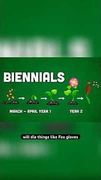 Annuals, Biennials & Perennials Explained 🌱
