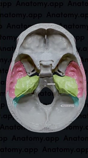 Temporal bone (parts and landmarks)