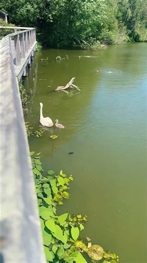 America | New York | Hamptons #shorts #ytshorts #newyork #travel