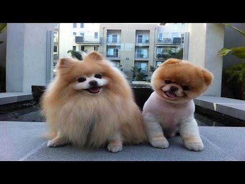 Boo The Dog - POMERANIAN THE CUTEST DOGS