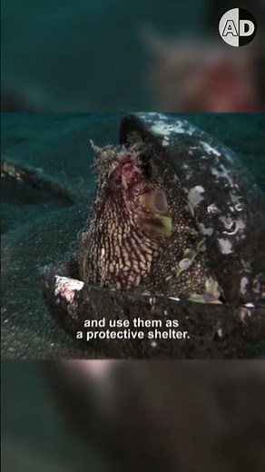 How Did Octopus Became So Intelligent: Outsmarting Predators?