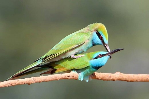How Do Birds Mate? (A Biologist Explains the Science!) - Birding Outdoors
