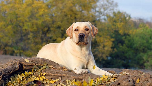 Labrador Characteristics - The Labrador Site