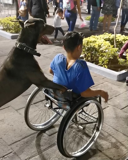 Precious moments of dogs helping people! 🐶🥰 | MetDaan