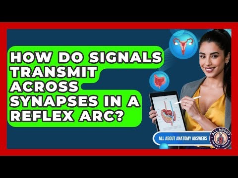 How Do Signals Transmit Across Synapses In A Reflex Arc? - All About Anatomy Answers