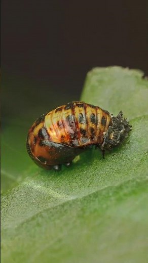 How to Attract Ladybugs to Your Garden