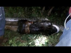 Indonesian Farmer Swallowed Whole by 23-Foot-Long Python
