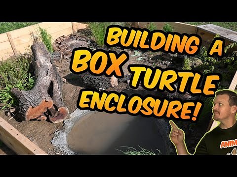Building the Ultimate Box Turtle Enclosure!