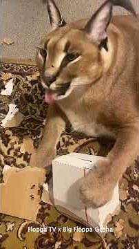 Big Floppa Gosha is a Wild Beast