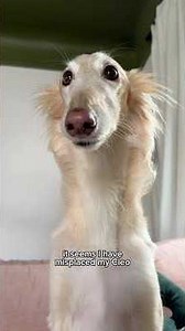 can you find Cleo?! #wherescleo #search #ispy #silkenwindhound