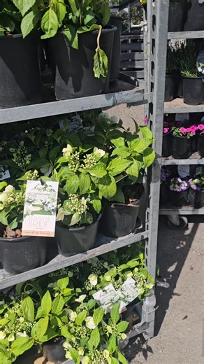 💐 The bride has arrived — and she’s award-winning! Meet Hydrangea Runaway Bride, crowned Plant of the Year at the 2018 RHS Chelsea Flower Show. With her graceful cascading blooms of pure white, she brings elegance and romance to every garden. #RunawayBride #HydrangeaLove #AwardWinning #GardenBeauty #lushingtonsgardencentre | Lushingtons Garden, Gifts, Cafe