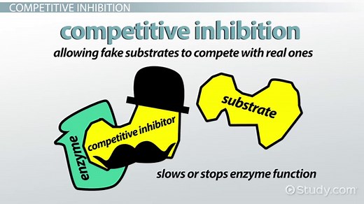 Competitive Inhibition | Definition, Mechanism & Examples