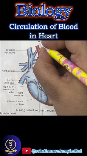 Blood Circulation in the Heart - Biology #icsebiology10 #cbsebiology