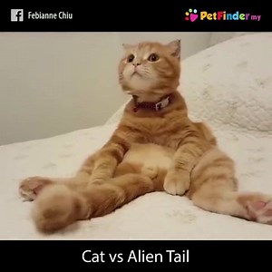 16K views · 194 shares | Uh-oh. This cat just discovered an alien...