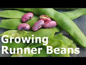 How to Grow Runner Beans from Seed, in Plastic Bags and Pots in Gardens & Balconies