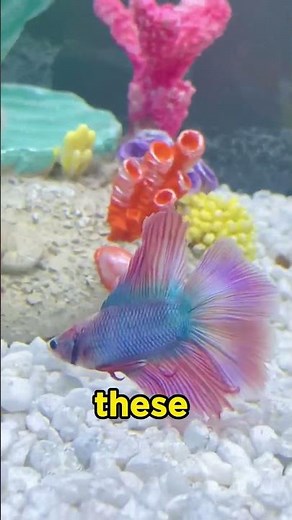 Betta Fish - The Natural Habitat in the Wild