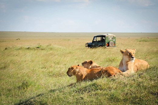 41 Safari Animals And WHERE To Find Them
