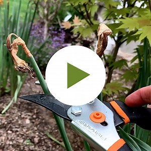 Care for Bulbs After Blooming