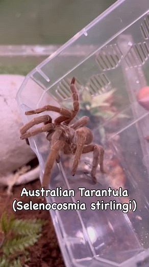 11 reactions · 45 shares | Selenocosmia stirlingi moved into a bigger enclosure #ozzyreptiles #wildlifephotography #reptile #australia #ozzy #wildlifeconservation #wildlifeaddict #fpy #wildlife #conservation #wild #cute #awesome #scary #adorable #photography #reptilesofinstagram #nature #amazing #beautiful #healthy #spider #tarantula #arachnid #spidersofig #tarantulasoftheworld #australia #selenocosmia #sterlingil | Ozzyreptiles | Facebook