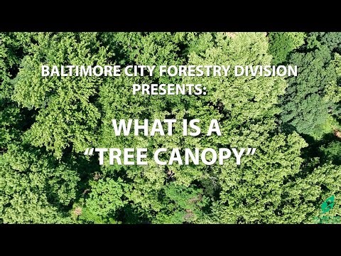 Deer Management 1: What is a Tree Canopy
