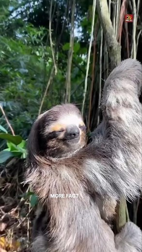 The Slowest Animal With a Secret Superpower 🦥😱 | Mind-Blowing Sloth Facts!