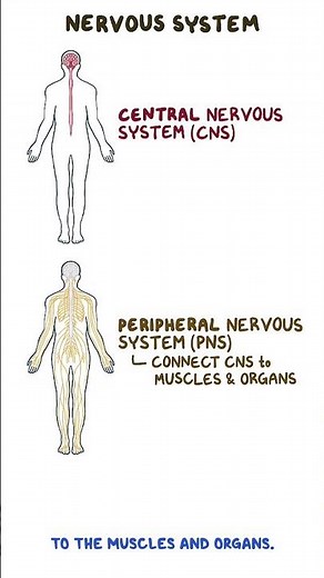 Clinical Cuts: Anatomy and physiology of the nervous system