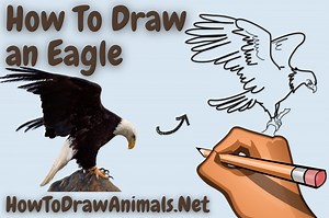 How To Draw an Eagle - EASY Drawing Tutorial!