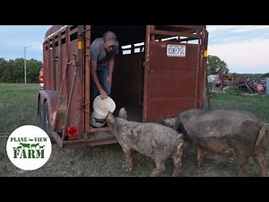 Loading A Pig The Easy Way - Why We Raise Our Own Pork