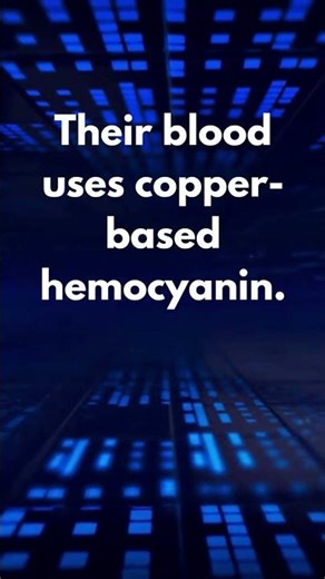 3 Blue Blood Facts About Octopuses 💙 #MarineBiology #WeirdScience