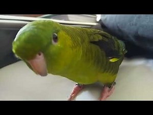 Lineolated Parakeet - Cute Burrowing Behaviour