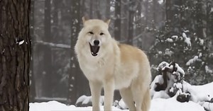 How wolves change rivers.